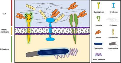 Cross-Talk Between Extracellular Matrix and Skeletal Muscle: Implications for Myopathies